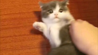 【غبي】 هل أنت متأكد أنك تريدني أن ألمس بطنك (حتى لو لم تتمكن من لمسه، يجب أن تجربه (الذين لم يلمسوا ب
