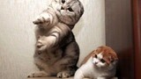 แมวเต้นเพลง - รวมเพลงแมวเต้นตลก