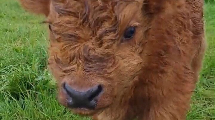 A 15-day-old ox was petted by humans and felt so comfortable that it showed its little teeth!