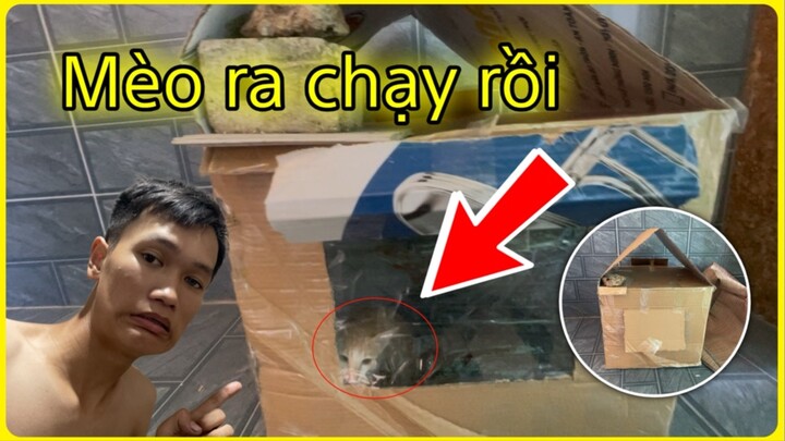 Ruac - Nhà Tủ cho Mèo Ra Chạy Rồi Ruac Vlog!