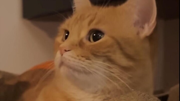 Cat trigger words