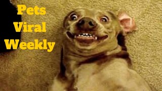 💥Funniest Pets Viral Weekly LOL😂🙃💥 of 2020 | Funny Animal Videos💥👌