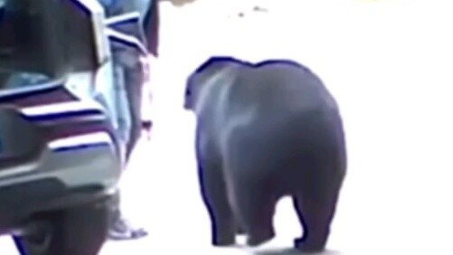 หนุ่มต่างชาติตอบโต้เอาชีวิตรอด เมื่อเจอเทพหมีดำ...