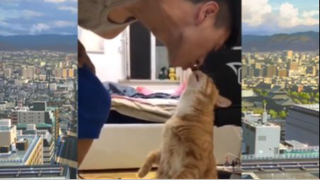 แมวตลก#21