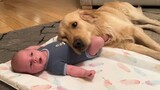 Kepala bayi diletakkan di atas kepala anjing, nyaman sekali!