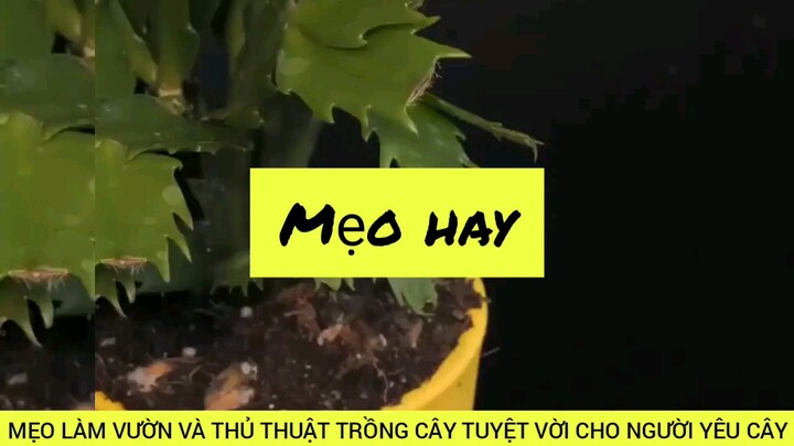 thủ thuật làm vườn trồng cây siêu hay