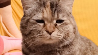 Kucing, aku diciumi diam-diam...