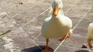 I bought a Call duck online—when it grew up, I was totally dumbfounded... Can I request a refund onl