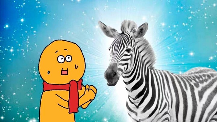 【Safari châu Phi】 Ngựa vằn ơi, sao cậu lại lén lút đấu đá trong nhà vậy??