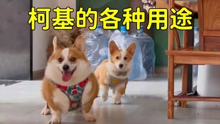 Ketika Anda membesarkan anjing Corgi, Anda memiliki... Jangan terlalu pelit.