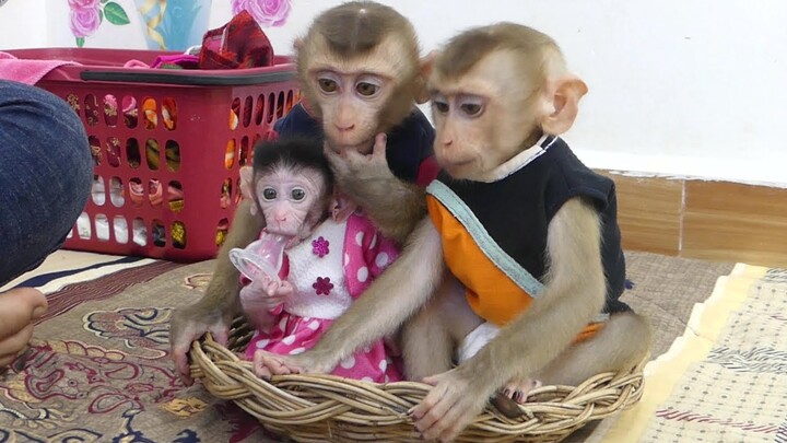 So Lovely Family Little Monkey Maki Sitting In Basket Wait Mom Prepare Milk For Drink