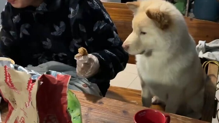 This poo-yellow puppy is the smartest!