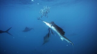 [Tập 4 - Thuyết Minh] Cuộc sống hoang dã - Life (2009) S01E04: Fish