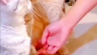 救助站流浪猫主动站出来求被领走