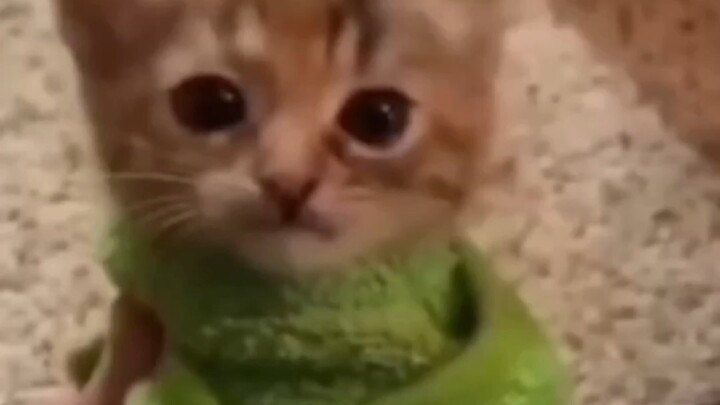 มีมแมวที่ช่วยรักษาโรคสมองพิการได้