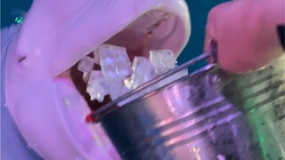 小黑太能争宠了