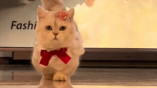 I Won't Watch the Next Victoria's Secret Without You