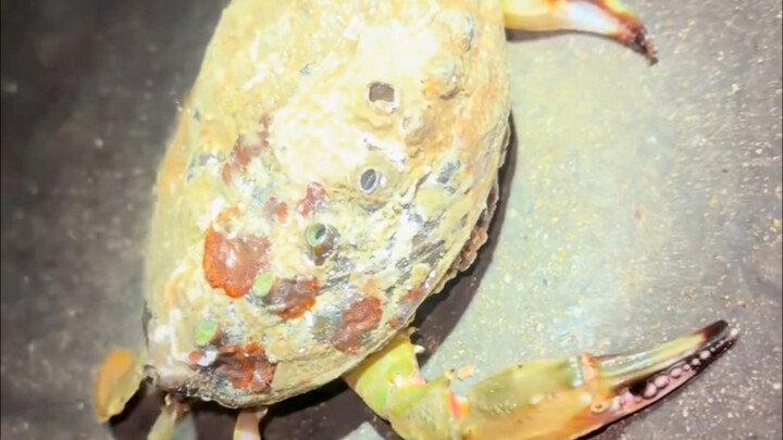 Ohh! Crab bro (abalone meat)