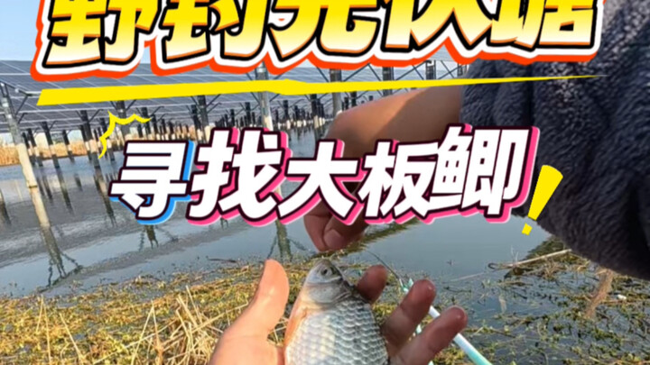 ตกปลาธรรมชาติในบ่อโซลาร์เซลล์ ตามหาปลาคาร์พแผ่นใหญ่