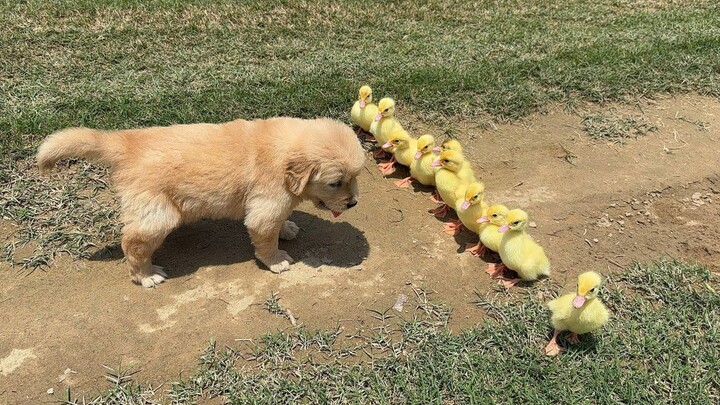 Anak anjing berhasil melatih sekelompok bebek untuk mengikutinya, hahaha