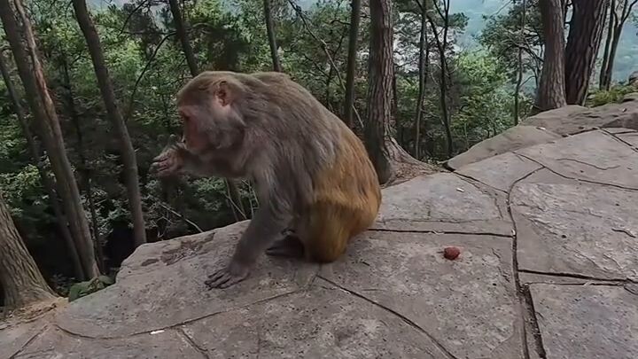 Monyet Ngambek