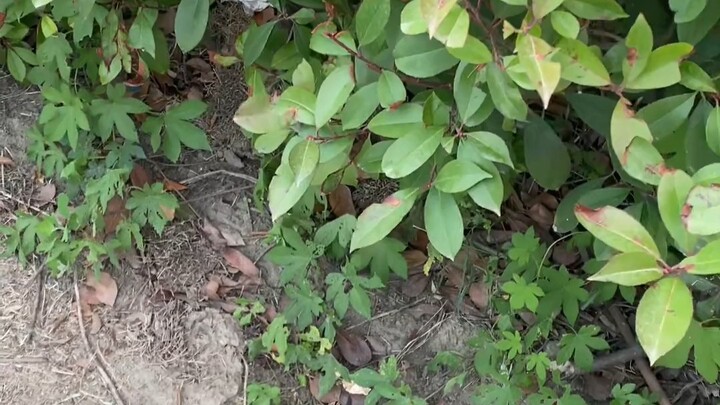 #FoundAThiefCat Feels like a little head is watching me—sure enough, it’s there as soon as I get out