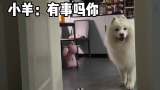 小羊妈镜头里的小可爱们！