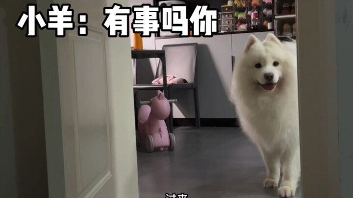 المحبوبون الصغار في عدسة أم الخراف الصغيرة!