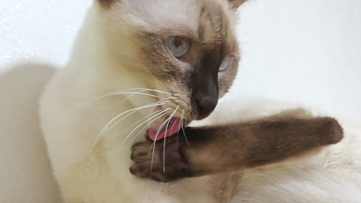 Kak, saya tidak sengaja menekan tombol bau busuk meong