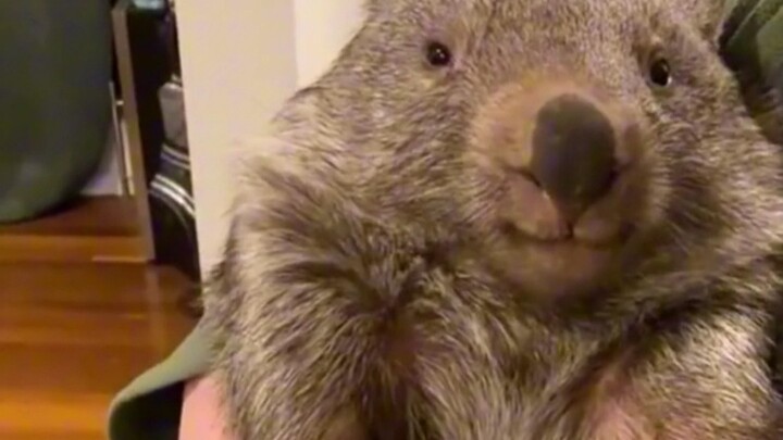 Wombats meet all the criteria for cuteness.