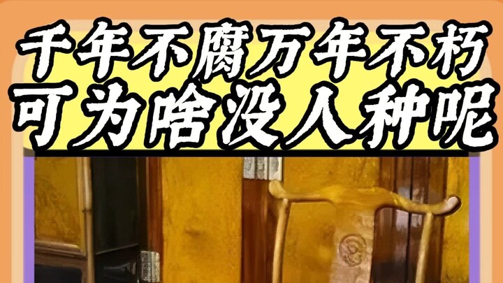 Why isn’t anyone farming A Zhe’s shared character set for fixed dungeons?