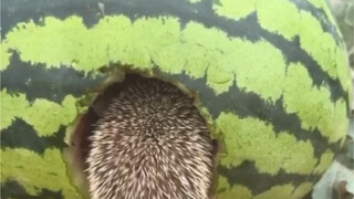 西瓜长刺猬了