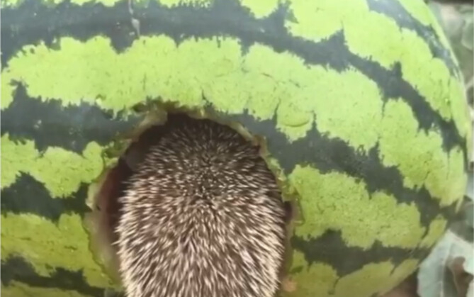 Dưa hấu mọc gai nhím