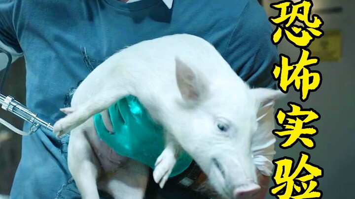 A practical training base conducts biochemical experiments using piglets, resulting in an accidental