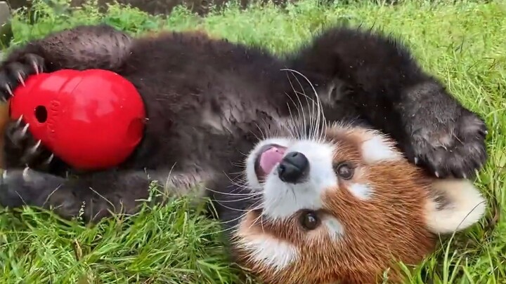 الباندا الصغير مستمتع لدرجة الجنون ولا ينسى حتى أن يلتقط صورًا بوضعيات مميزة... إنه مسيطر تمامًا!