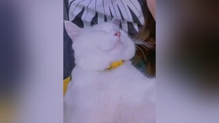 Có 1 sự xinh đẹp 🥰 cats catsoftiktok yeuthuong meo yeudongvat meoyeu funny meoyeu dangyeu mèoyanghồ Hello2022 meocute funnyvideos cat