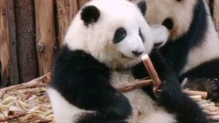 Animal|Live|Panda Eating Bamboo Shoots