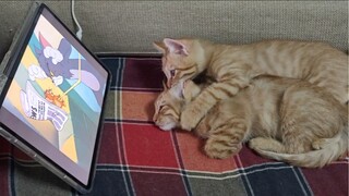 It turns out that kittens also like to watch it, hahaha