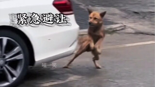 Anjing: Siapa yang tidak memiliki keterampilan khusus?