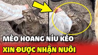 Bé mèo hoang NÍU KÉO cô gái xin mang mình VỀ NUÔI sau khi được cho ăn 😢 | Yêu Lu