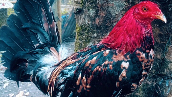 Joker 🐓🥰😎