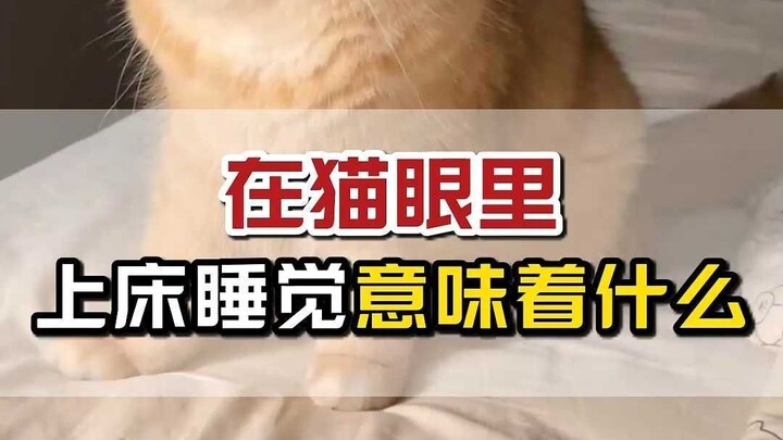 Why do cats like to sleep next to you?