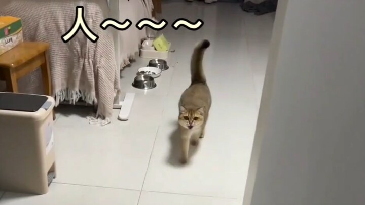 Mèo: Này người, cuối cùng cậu cũng về rồi á á á á á!