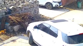 狗子很生气，后果很严重