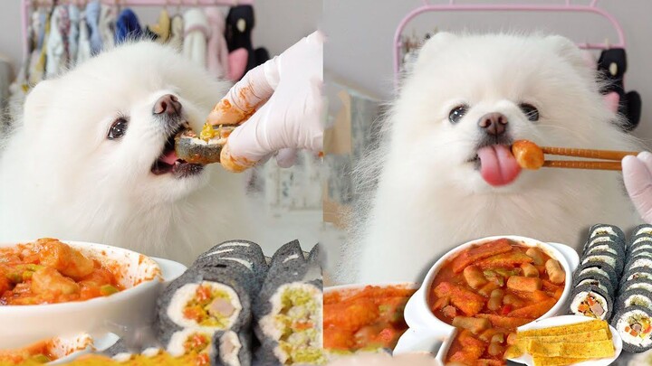 Pomeranian doggy eating kimbap and spicy rice cakes—how adorable it is to see him patiently waiting 