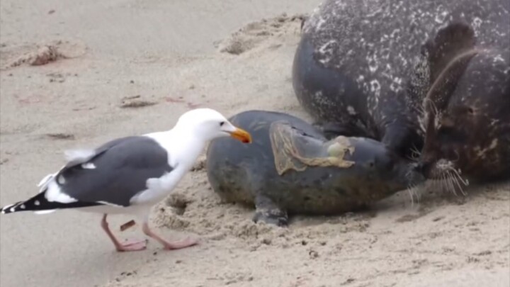 Khoảnh khắc sinh nở của mẹ hải cẩu Hồng Kông, chim mòng biển bên cạnh tranh nhau ăn nhau thai.