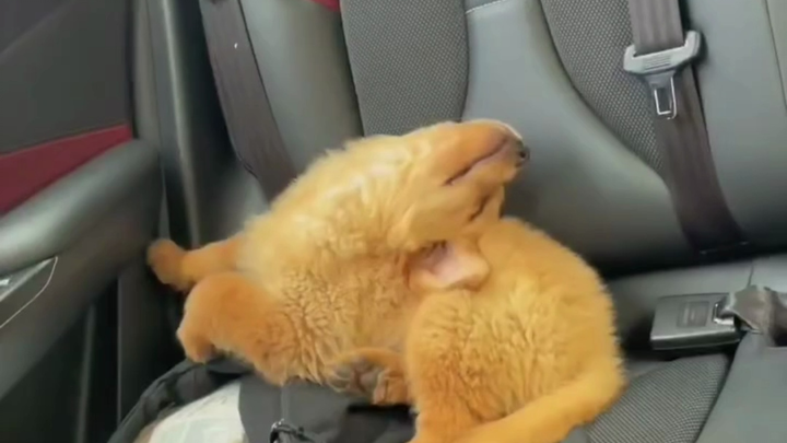 Chẳng có chỗ nào mà cún cưng không thể ngủ ngon.