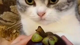 Mangosteen, how big are you! ! !
