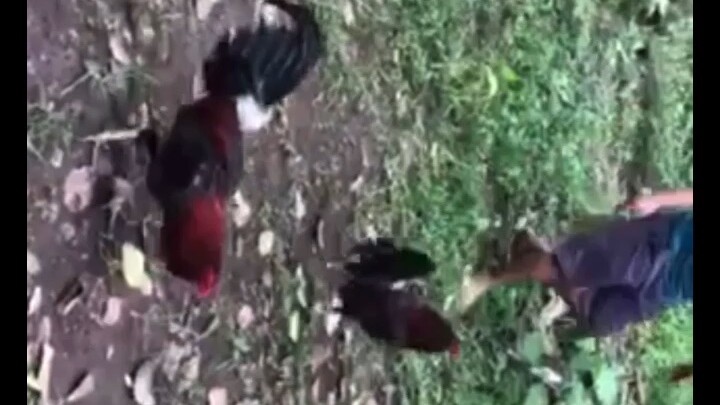 Democrats Python 🐍🏆 power and cutting-edge is the best WINE RED sweet killer 🐍