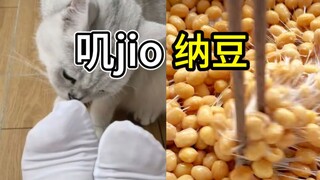 叽jio和纳豆哪个臭